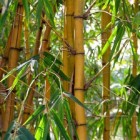 8 lições que todos podemos aprender com o bambu