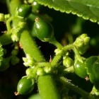 Planta brasileira produz canabidiol, mas sem substância psicoativa da cannabis