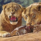 A história real do leões de Tsavo: Devoradores de homens