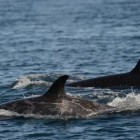 Frágil população de orcas norte-americanas ameaçada por misteriosa doença de pele