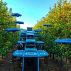 Drone com IA substitui humanos na colheita de frutas