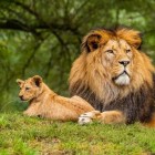 Por que o leão é considerado o rei da selva?
