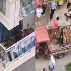 Fazendeiro se muda para cidade e tenta criar gado na varanda de apartamento