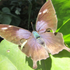 Descubra as 10 borboletas mais belas do Brasil