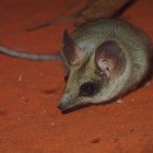 Você conhece o rato-canguru? Um dos roedores mais resistentes do mundo!