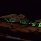 Cogumelos que brilham no escuro? Descubra o mágico fenômeno da bioluminescência!