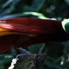 Descubra as mais belas e raras aves-do-paraíso