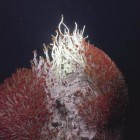 Submundo oculto cheio de criaturas nunca vistas descobertas nas profundezas do oceano