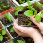 Cultivando saúde em casa: Guia completo para ter uma horta medicinal