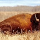 Bisões estão sendo introduzidos no Ártico russo para substituir mamutes-lanosos extintos.