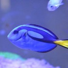 Descubra 10 animais azuis surpreendentes!