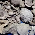 Escavação em tubulação de águas residuais revela tesouro fóssil