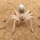 Garras de aranha mortas e banheiros com impressão anal: Veja a premiação Ig Nobels de 2023
