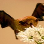 O chamado das flores: a interação ecológica entre morcegos e plantas