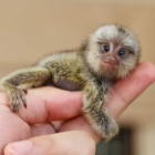 Os 10 menores animais vivos do mundo