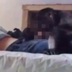 Jovem passa mal em quarto de pousada, desmaia e é violentado por macaco