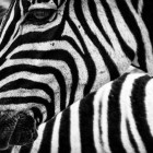 Por que as zebras têm listras? São brancas com listras pretas ou vice-versa?