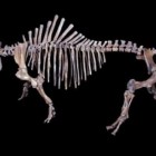 DNA de rinoceronte pré-histórico europeu é recuperado de cocô fossilizado