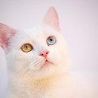 16 cuidados, fatos e curiosidades sobre os gatos Angorá: