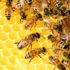 Aprenda dicas e o passo-a-passo de como criar abelhas para produção de mel.