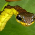 Descubra a incrível lagarta que se "transforma" em uma cobra!
