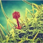 Bacteriófago: o vírus que está sendo utilizado para substituir antibióticos