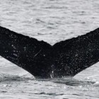 Primeira conversa do mundo entre humanos e baleias poderia ajudar a conversar com aliens