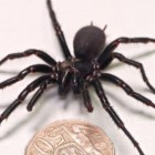 Maior macho da aranha mais venenosa do mundo é encontrado na Austrália