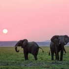 As áreas protegidas para elefantes funcionam melhor se estiverem conectadas