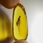 5 fósseis de insetos curiosos que desafiam a imaginação