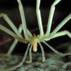 Segredos de aranhas marinhas gigantes da Antártica e seus ovos revelados após 140 anos
