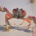 Quais diferenças existem entre siri e caranguejo?