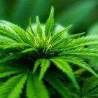 Experimento inédito confirma o melhor composto de cannabis para ansiedade