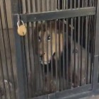 Tragédia no zoológico: Homem morre após tentativa de selfie na jaula de leão