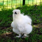 Descubra a galinha silkie ou sedosa, a raça de galinhas mais 'fofa' do mundo
