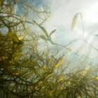 Implantes de algas marinhas podem aumentar o rendimento das colheitas