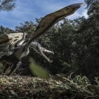 Como os pterossauros conseguiam voar?