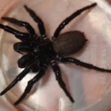 Zoo australiano adota uma aranha tão grande que suas presas podem furar as unhas humanas