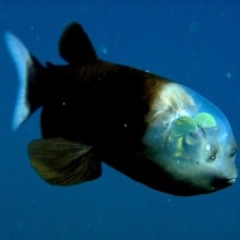 Peixe bizarro com cabeça transparente foi capturado em imagens raras
