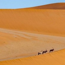 Quais os animais vivem nos desertos mais quentes do mundo?