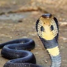 Curiosidades sobre a cobra naja