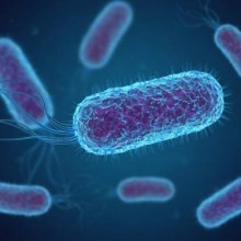 Bactérias intestinais agem como ‘detonadoras’ de vírus em células