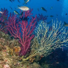 Crise climática leva populações de corais do Mediterrâneo ao colapso