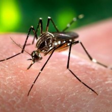 Covid-19: Quem teve dengue tem mais chances de ter sintomas?
