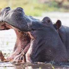 Hipopótamos soltam tornado de cocô em resposta ao perigo