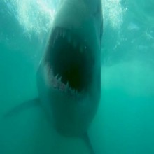 Mergulhador quase é devorado por um enorme tubarão branco na África do Sul
