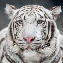 10 animais mais bonitos do mundo
