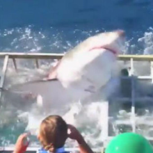 Grande tubarão branco quebra gaiola de proteção e ataca mergulhador