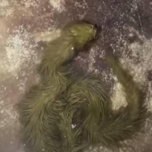 Criatura verde e peluda parecida com um alienígena é encontrada na Tailândia