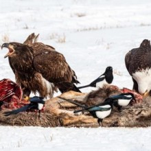 Quase metade das águias americanas tem envenenamento por chumbo